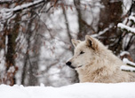 Arktický vlk