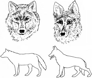 Rozdíly mezi vlkem a psem.